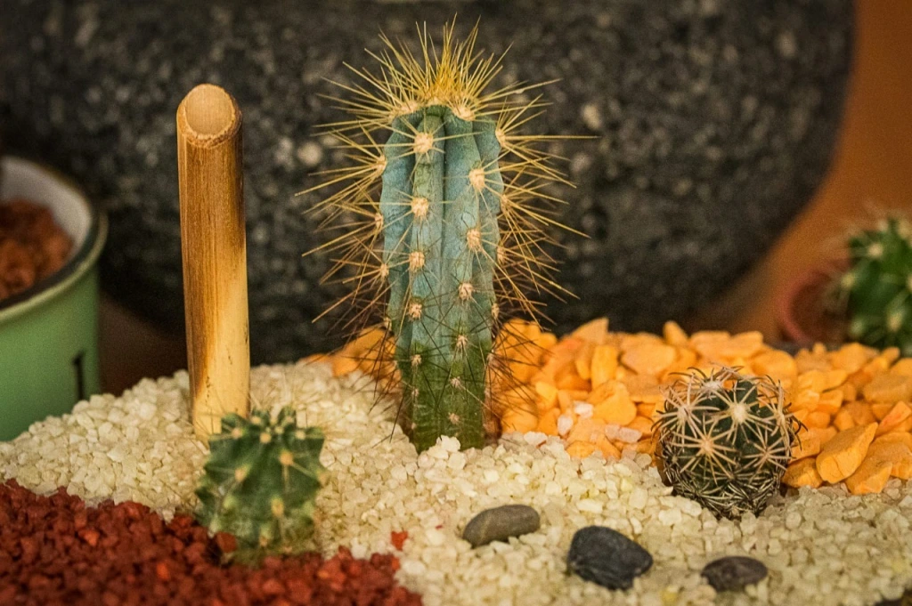 El Festival de las Cactáceas en Axapusco Edoméx, es referente de tradición, gastronomía y cultura para visit antes nacionales y extranjeros
