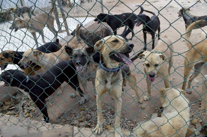 Delfina Gómez quiere rescatar a 6 millones de perros callejeros en el Edomex