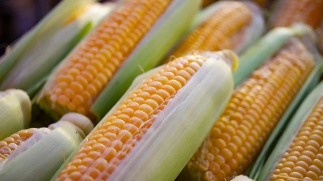 México será el principal importador de maíz en el mundo para 2032: OCDE-FAO