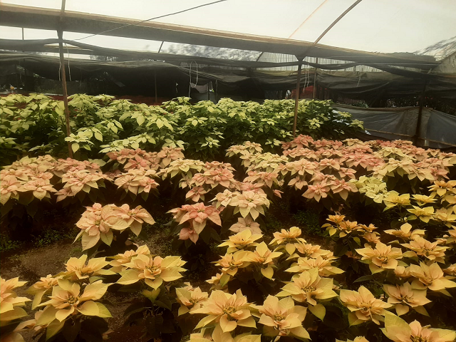 Anuncian el Festival de las Flores para la venta de Nochebuenas en la CDMX