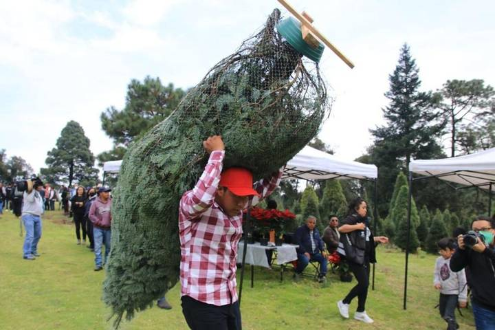 Ya inicia la venta de arbolitos de navidad naturales en Santo Tomás Ajusco