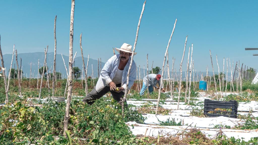 Se Impide falta de desarrollo científico cumplir demandas de la revolución en el campo: UMFFAAC
