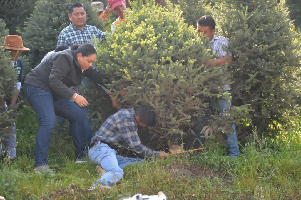 Inicia venta de Árboles de Navidad, Estado de México líder Nacional en su Producción