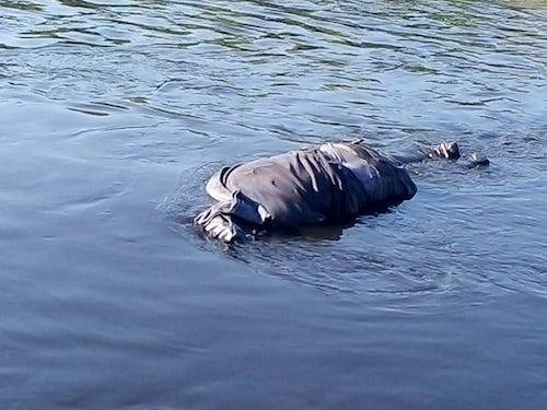 Localizan cadáver de un sujeto flotando en un canal de aguas negras
