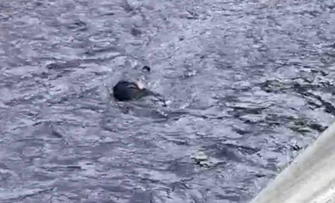 Encuentran cadáver con huellas de violencia atado en el Río de los Remedios