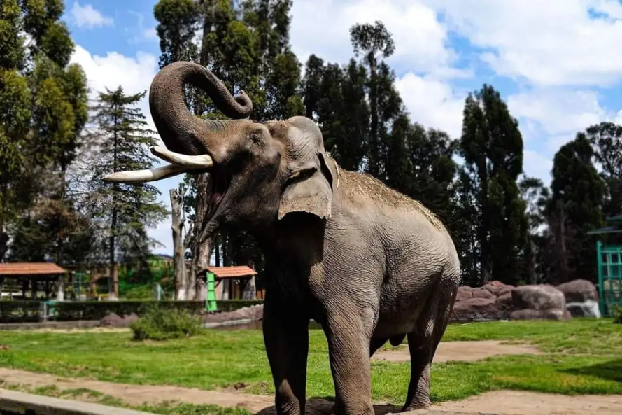 Delfina Gómez, anuncia fallecimiento del legendario elefante del parque Zacango en Edoméx