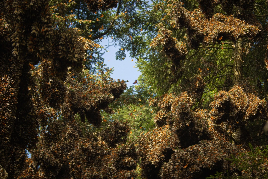 Enero, mes del Aniversario del Descubrimiento de la Mariposa Monarca en el Estado de México
