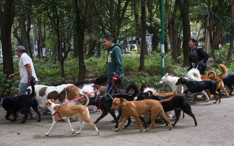 Diputados locales buscarán regular a los paseadores de perros