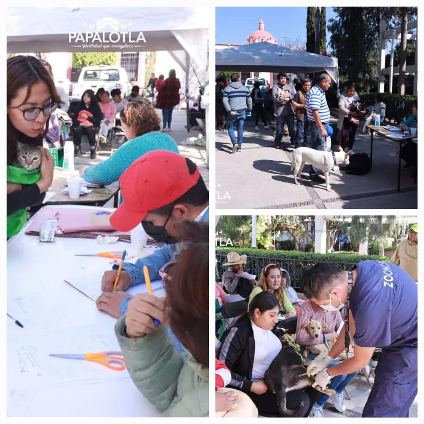 En Papalotla Edoméx, Primera jornada de esterilización canina y felina del año