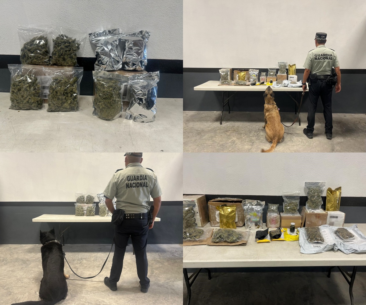 En Nuevo León, binomios caninos de la Guardia Nacional detectan 16 envíos de mensajería con aparente marihuan a