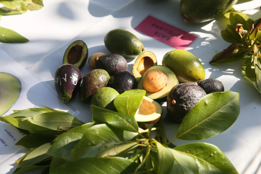 Aguacate mexiquense abastece el mercado nacional durante el Super Bowl; Estado de México ocupa tercer lugar nac ional en producción