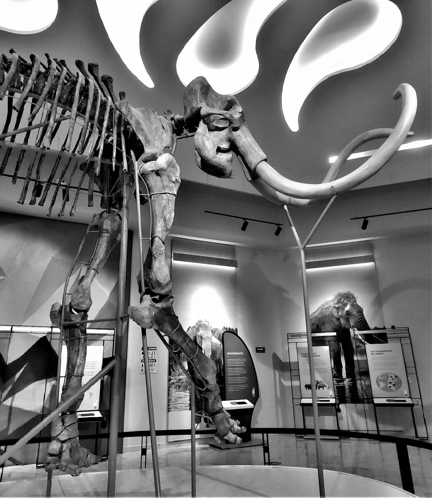Con actividades lúdicas celebran los dos años del Museo Paleontológico de Santa Lucía Quinametzin Edoméx