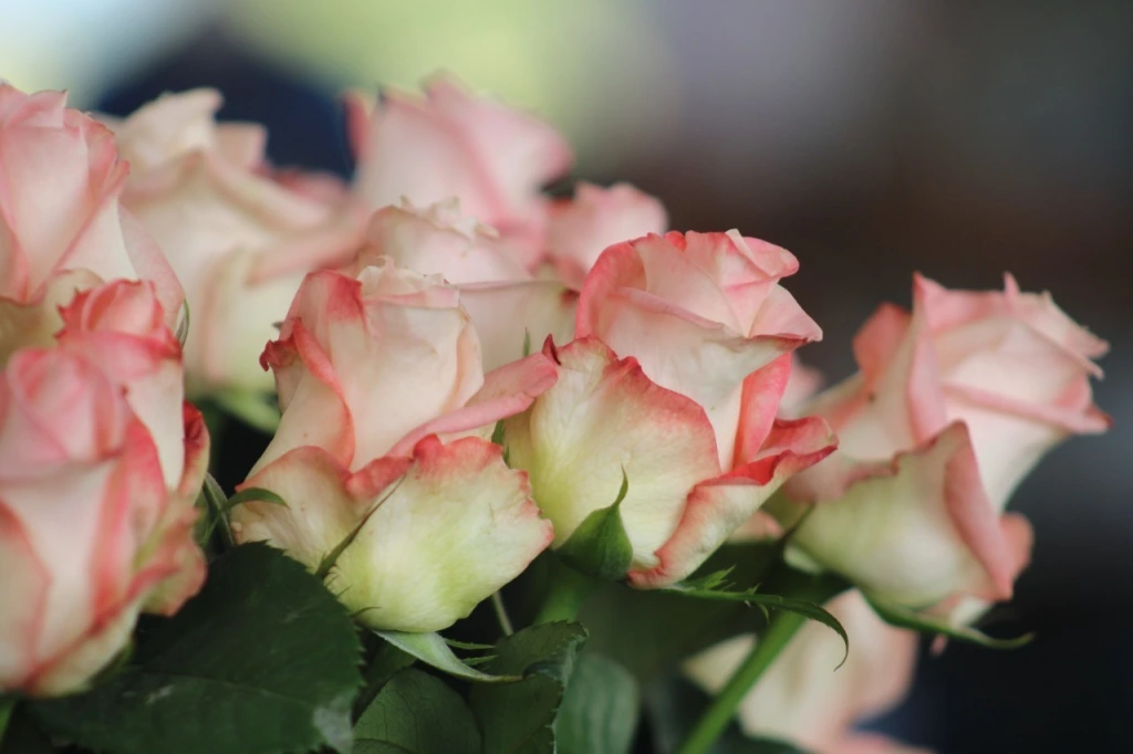 Edoméx Primer lugar Nacional en Producción de rosa; Floricultores Mexiquenses están listos para la venta este  14 de febrero