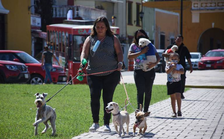 En Edomex legislarán para que las mascotas tengan un acta de identidad