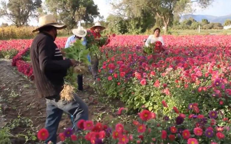 La producción de flores para el 14 de febrero está garantizada en la CDMX: Productores