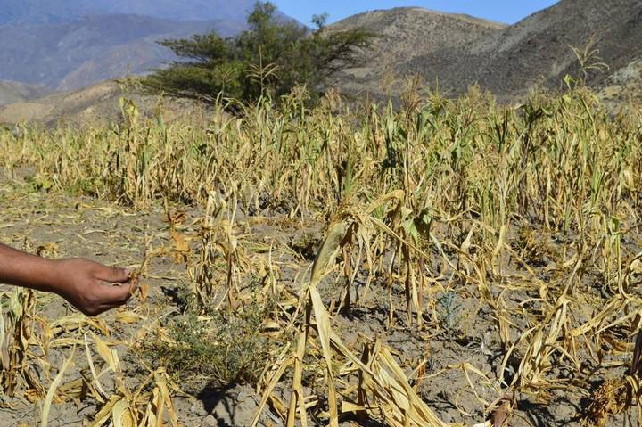 México debe de fortalecer a la ciencia y su tecnificación para producir alimentos: UMFFAAC