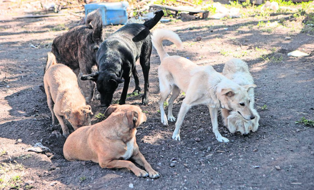 Las alcaldías de la CDMX deberán de destinar 50 mdp para la esterilización de animales de la calle