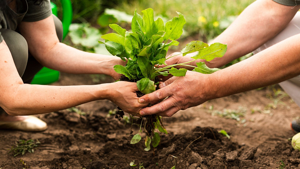 Mexicanos dispuestos a emprender acciones en favor del medio ambiente: Encuesta