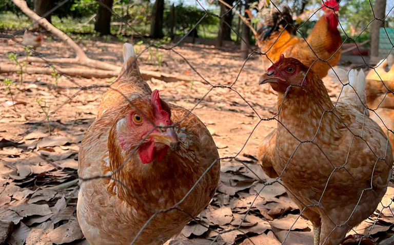 Detectan influenza aviar AH5N2 en una granja familiar de Huetamo, Michoacán
