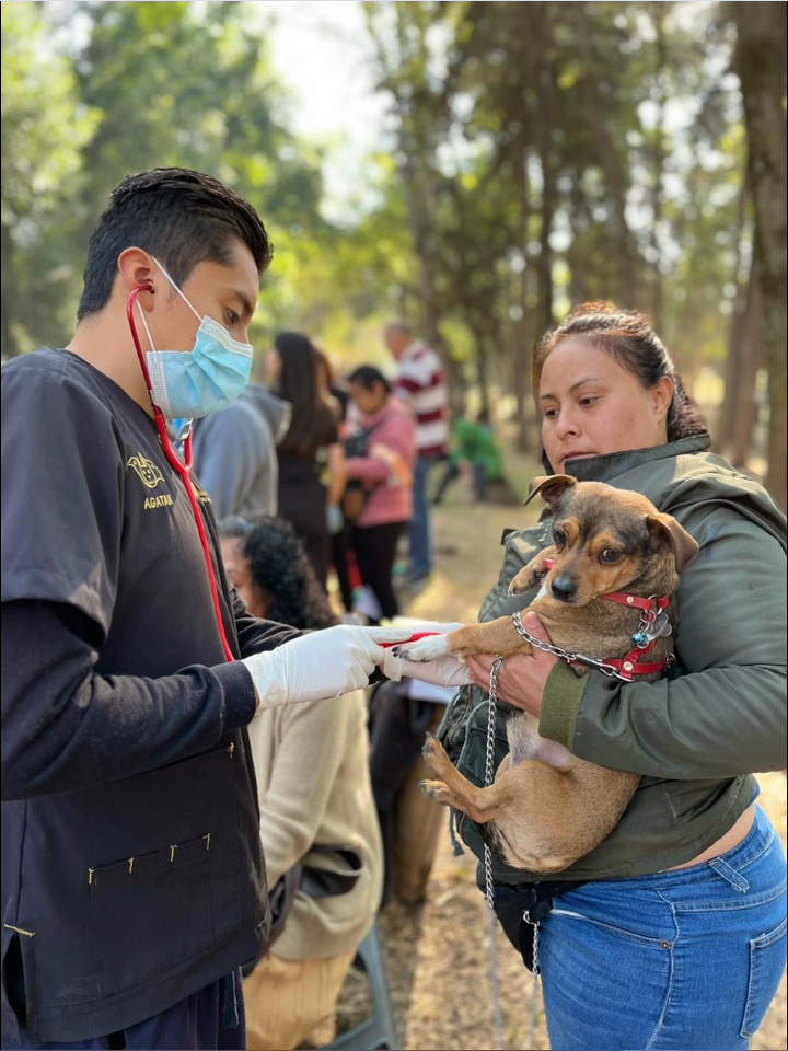 Congreso de la CDMX aprueba cambios a la Ley de Protección Animal