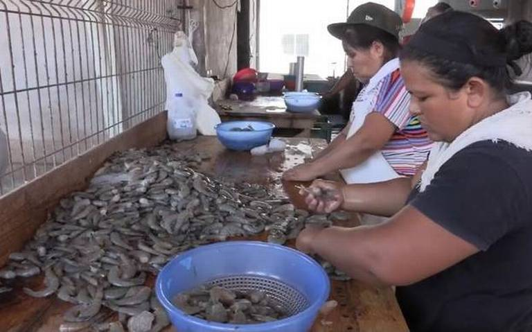 El gobierno mexicano no combate la pesca ilegal: Oceana
