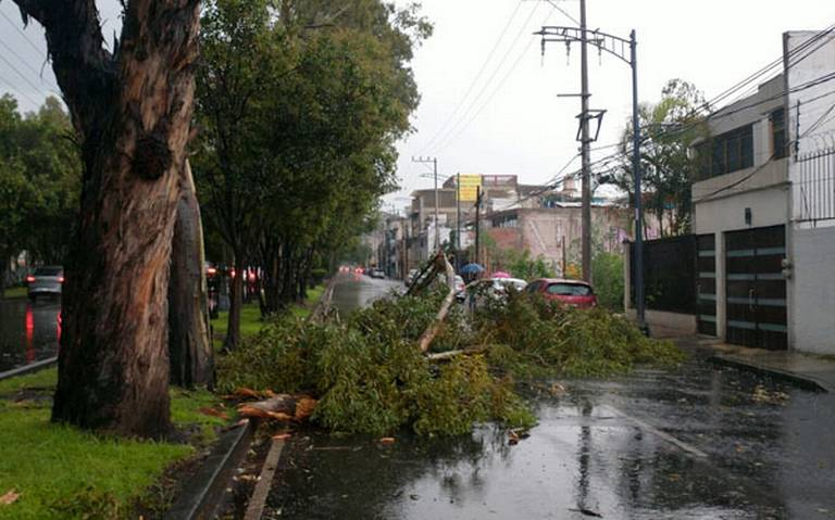 Proponen reformas legales para la poda de árboles en la CDMX