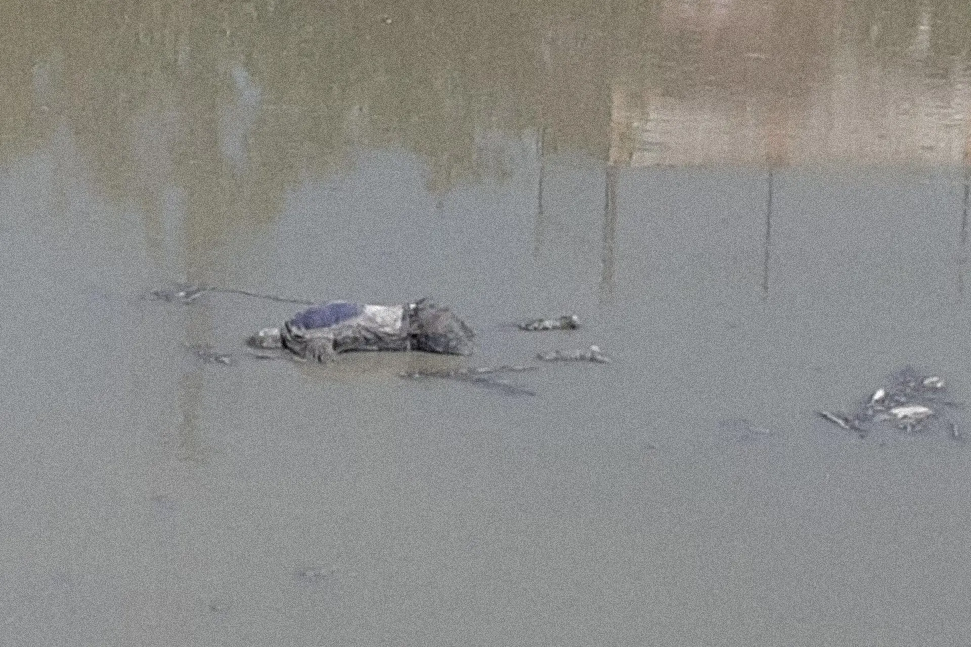 Localizan cadáver de un hombre flotando en canal de aguas negras en Naucalpan