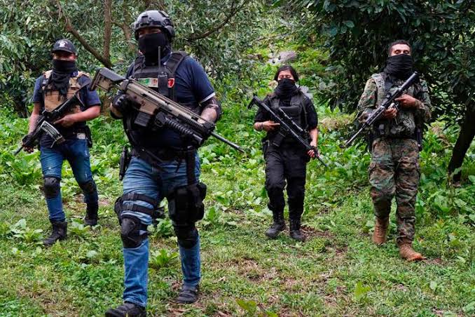 14 Cárteles se disputan Veracruz: Centro de Investigación y Docencias Económicas