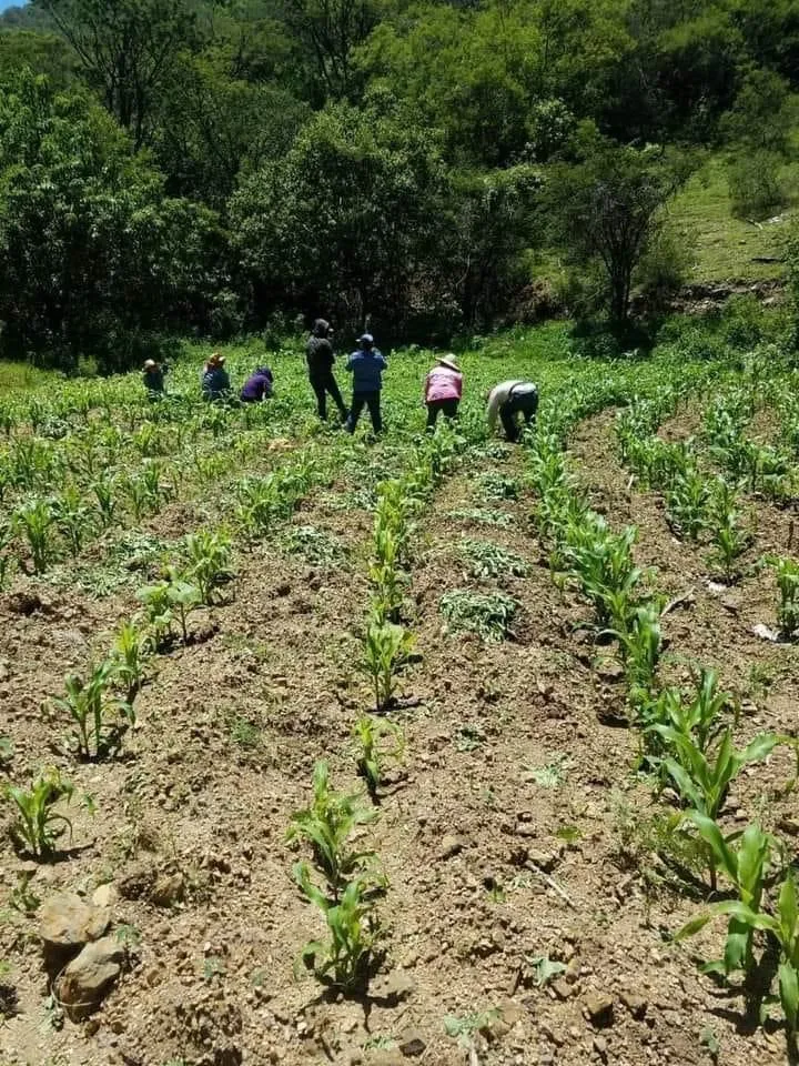 A Mexiquenses invitan a ingresar al Programa de Trabajadores Agrícolas Temporales México- Canadá