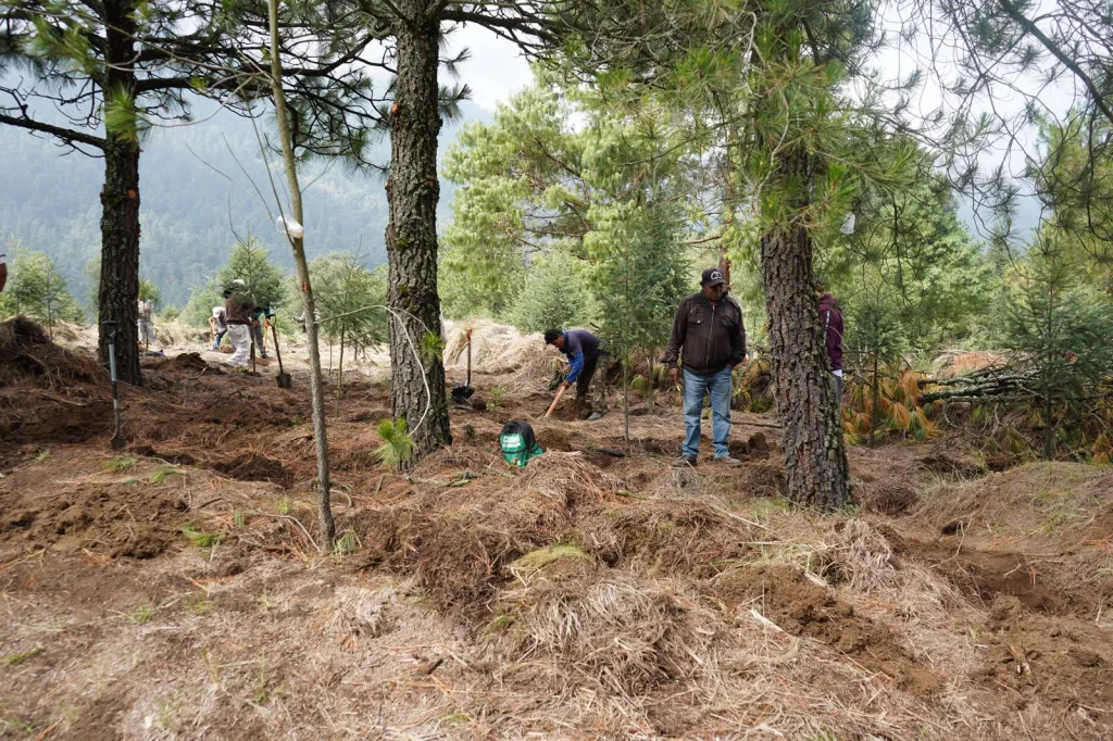 El Gobierno de Texcoco en el Edoméx, prepara programa «Sembrando Vida» frente a temporada de incendios