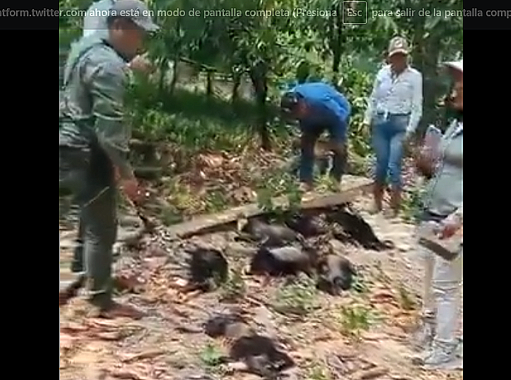 Alarma por muerte masiva de monos en peligro de extinción en México