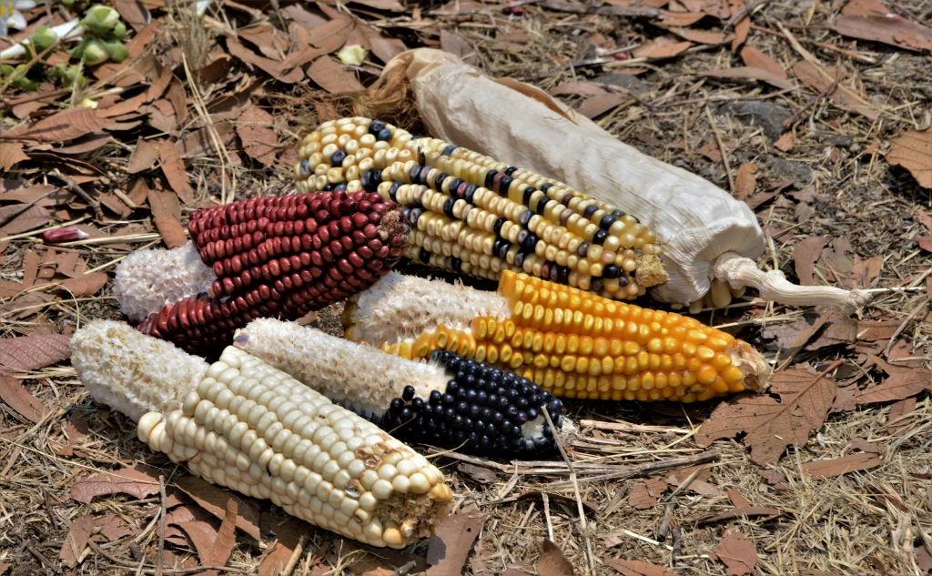 Historia Disertan sobre los sabores y hábitos culinarios de la Nueva España