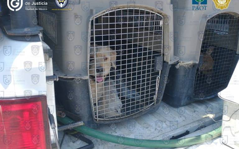 Avanza en el Congreso de la CDMX la Ley de Protección animal