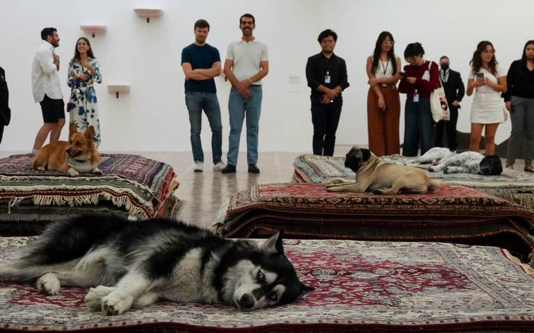 La exposición Cats es un maltrato animal que no debió hacer el Museo Tamayo