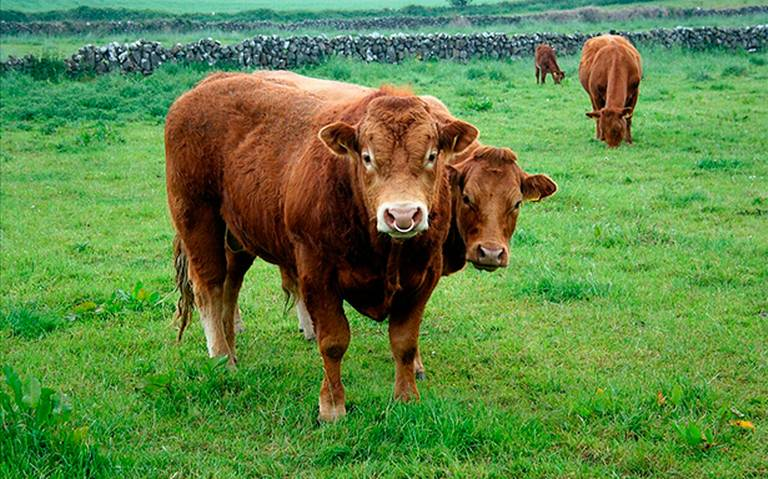 Ganaderos pierden hasta 21 mil mdd anuales por parásitos internos y externos en el ganado