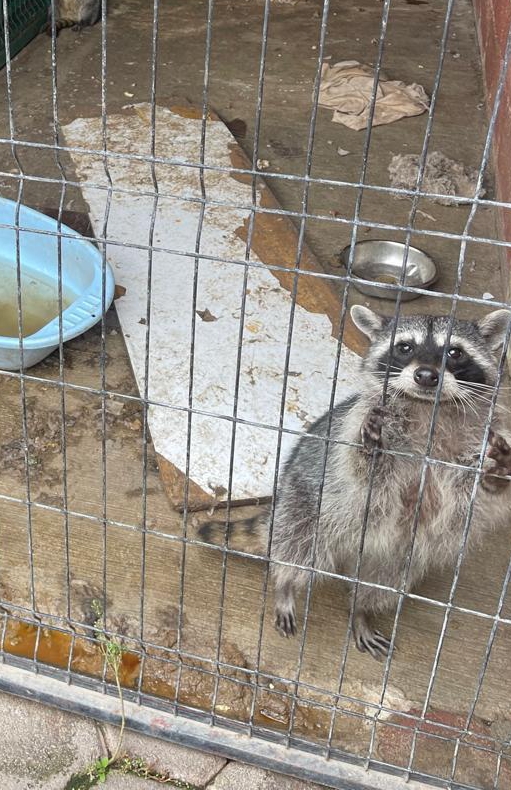 La Fuerzas de Seguridad Rescatan a León y Otros Animales en Operativo en Zinacantepec Edoméx
