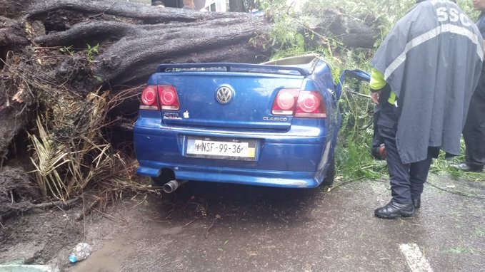 Muere mujer tras la caída de un árbol sobre su automóvil en la Nápoles, se salva su hijo
