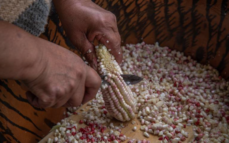 Promocionan parcelas demostrativas para activar el cultivo de amaranto, maíz y frijol