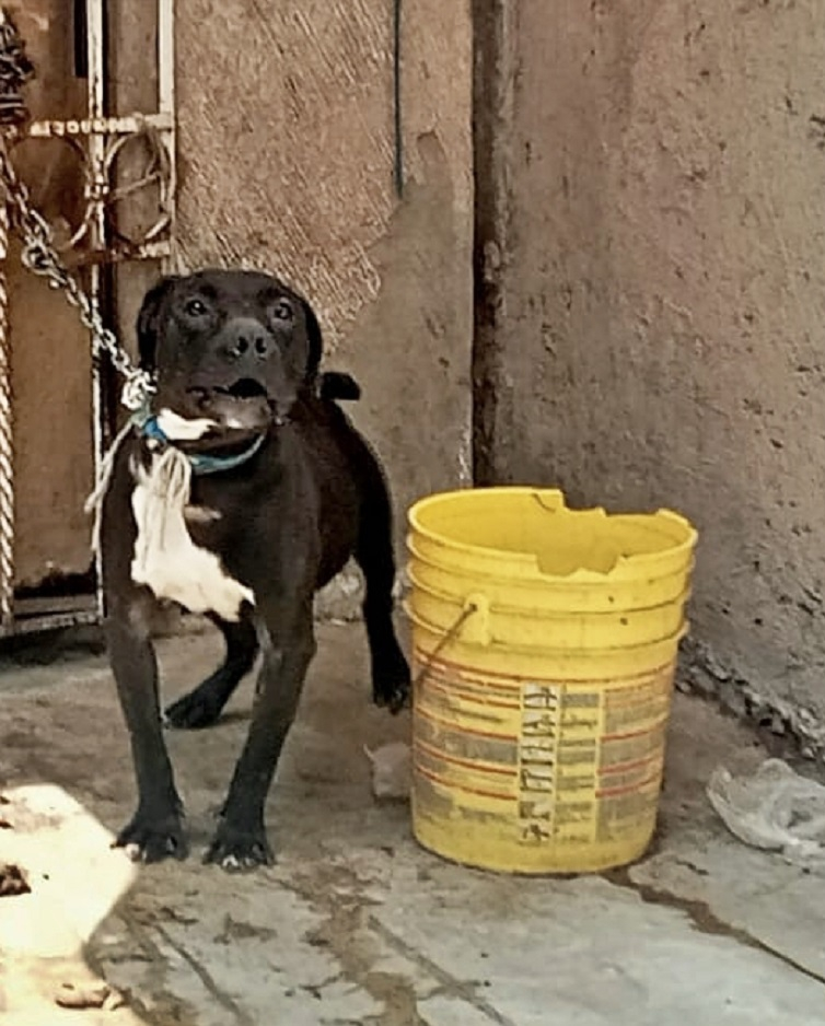 Rescata Propaem a Canino en Condiciones Precarias en Chicoloapan Edoméx, tras Denuncia Ciudadana