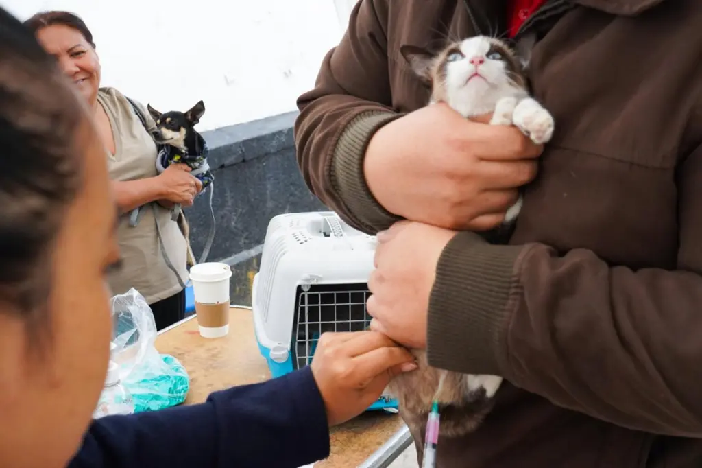 En Texcoco Edoméx, Realizan jornada de esterilización canina y felina