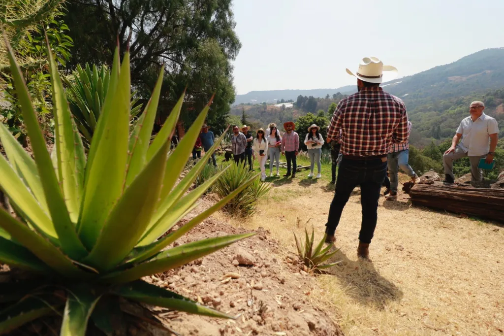 En el Edoméx celebra el Día Nacional del Mezcal con rutas turísticas en la Huasteca