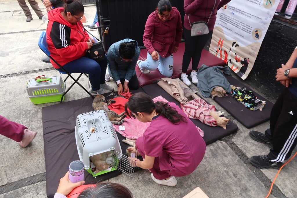 En Texcoco Edoméx, Exitosa campaña de esterilización canina y felina