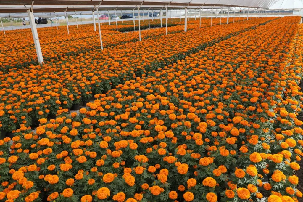 Inicia Edoméx venta de cempasúchil y flores de temporada para decorar las ofrendas en Día de Muertos