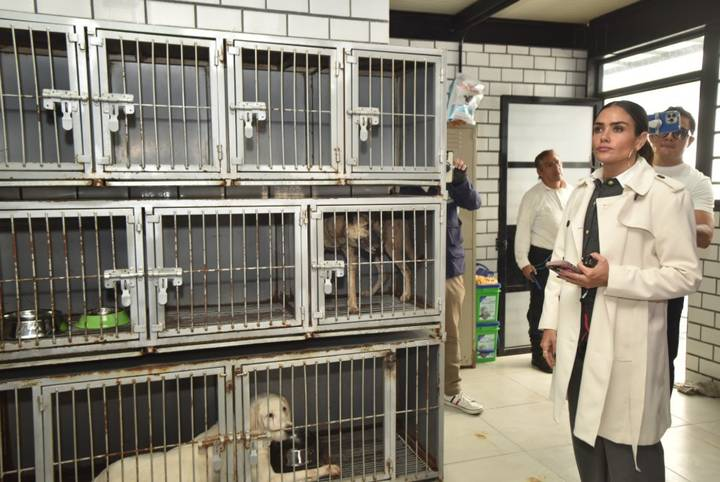 Rojo de la Vega pide ayuda a vecinos de la Cuauhtémoc para rescatar al Hotel para perros y gatos