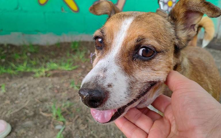 Congreso de la CDMX pide crear y difundir “Maltratómetro animal”