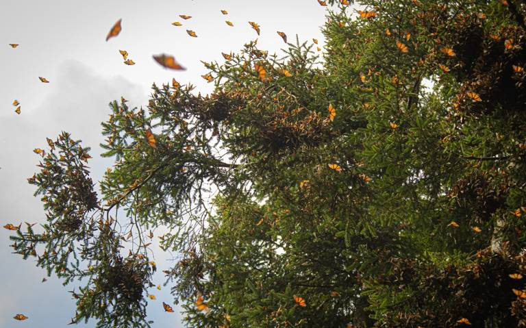 Santuarios del Edomex y Michoacán le abren las puertas a la mariposa monarca