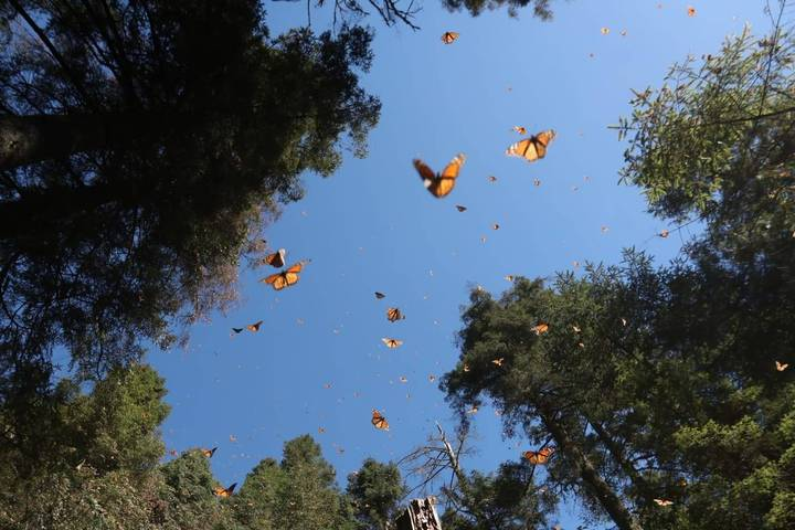 La Secretaria de Campo del Edomex exhorta a la ciudadanía a cuidar a la mariposa monarca