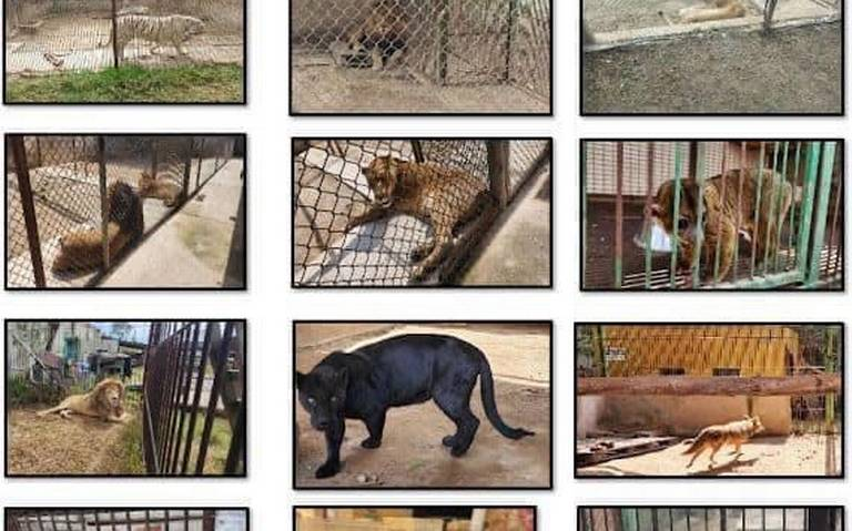 Rescatan animales exóticos tras un cateo en un predio del Edomex