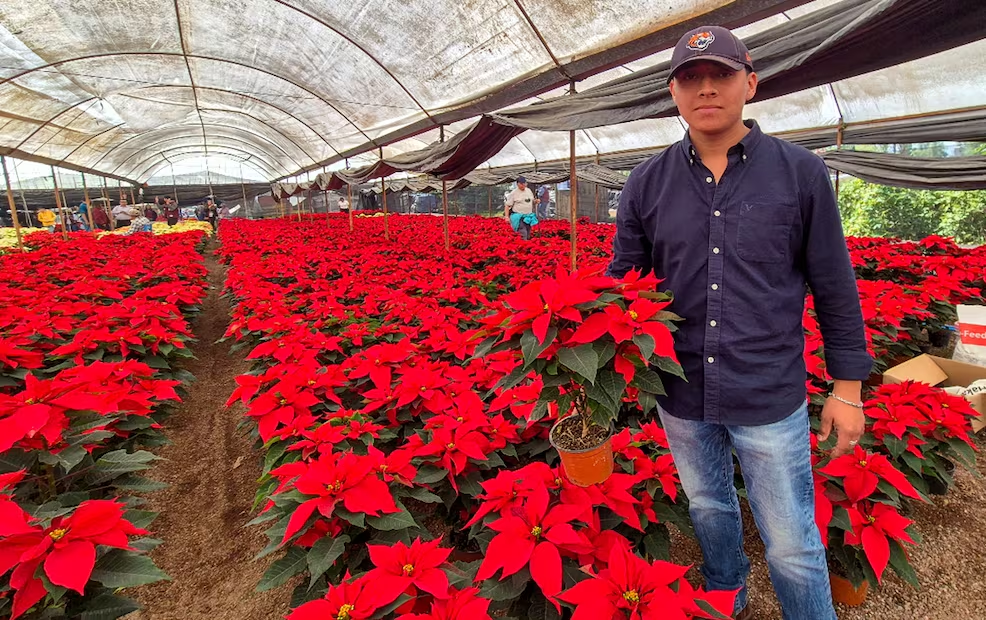 Arranca la venta de Nochebuenas en Xochimilco desde 20 pesos