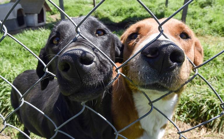 Proponen hasta tres años de prisión a quienes robe mascotas con fines de lucro